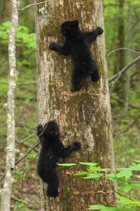 Black Bear Cubs at Roaring Fork Motor Nature Trail in the Great Smoky Mountains