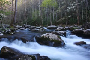 Tremont Stream