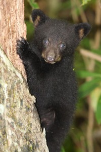 Black Bear cub in the Great Smokies