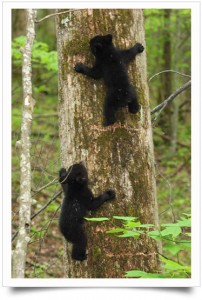 Bear cubs in the Smoky Mountains