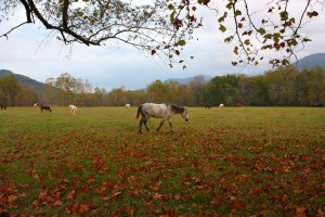 Horses at Cades Cove