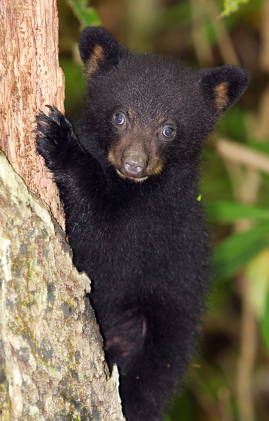 black bear cub