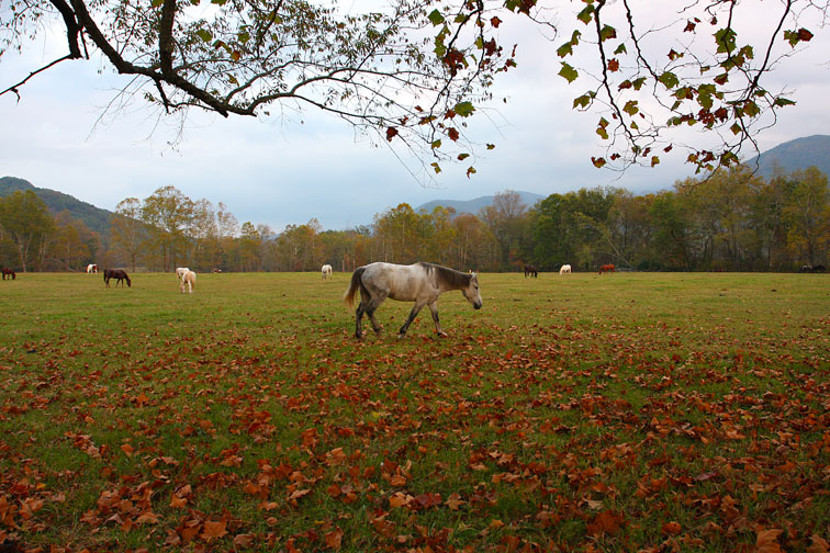 Horseback Riding in the Smokies