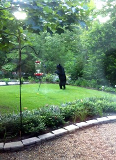 black bear in townsend