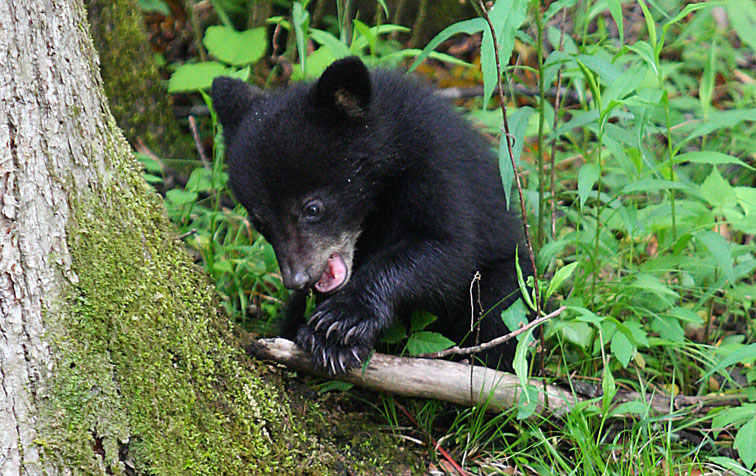 black bear