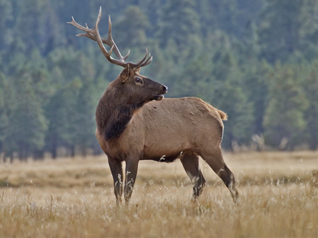 elk in the smokies