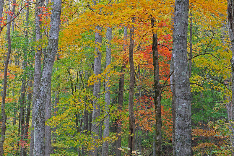 Tremont Fall foliage