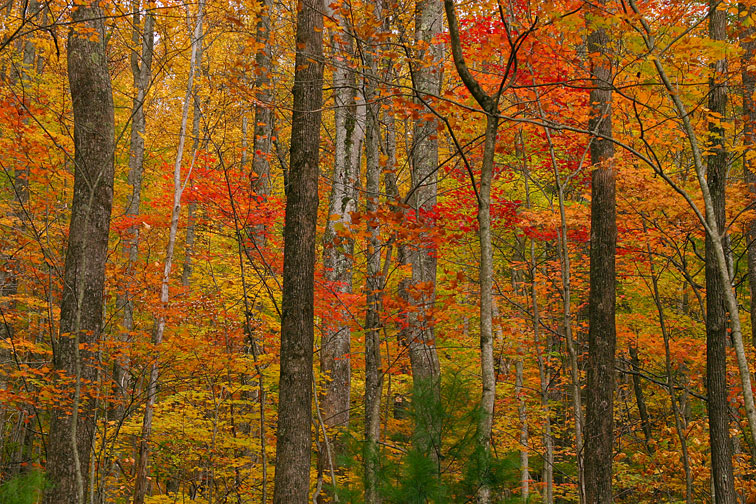 Fall foliage at Tremont in the Smoky Mountains