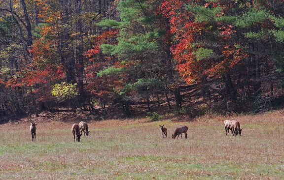 elk at cataloochee valley