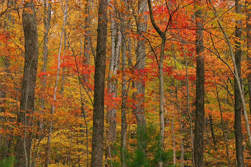 Tremont - Great Smoky Mountains