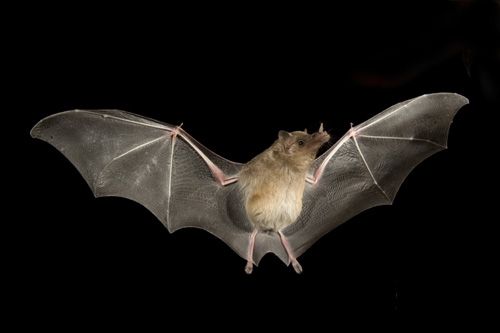 bats in the smoky mountains