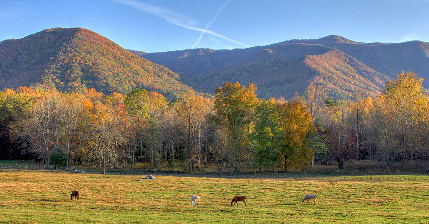 cades cove meadow