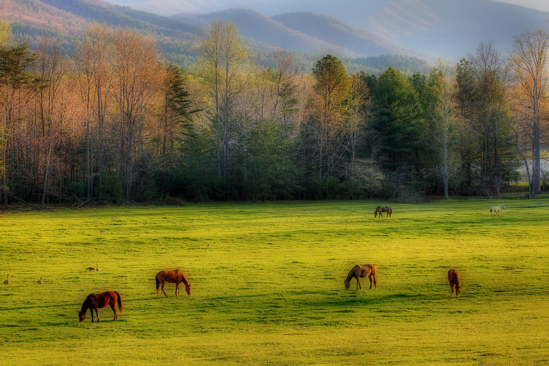 cades cove horses