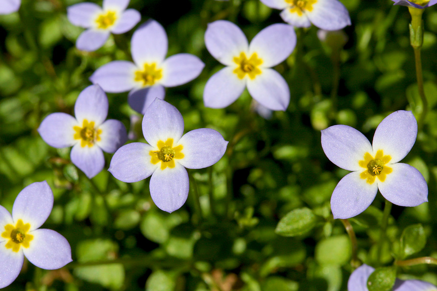 wildflowers