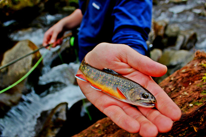 smoky mountain angler