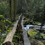 mayna avent bridge