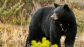 black bear