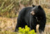 black bear