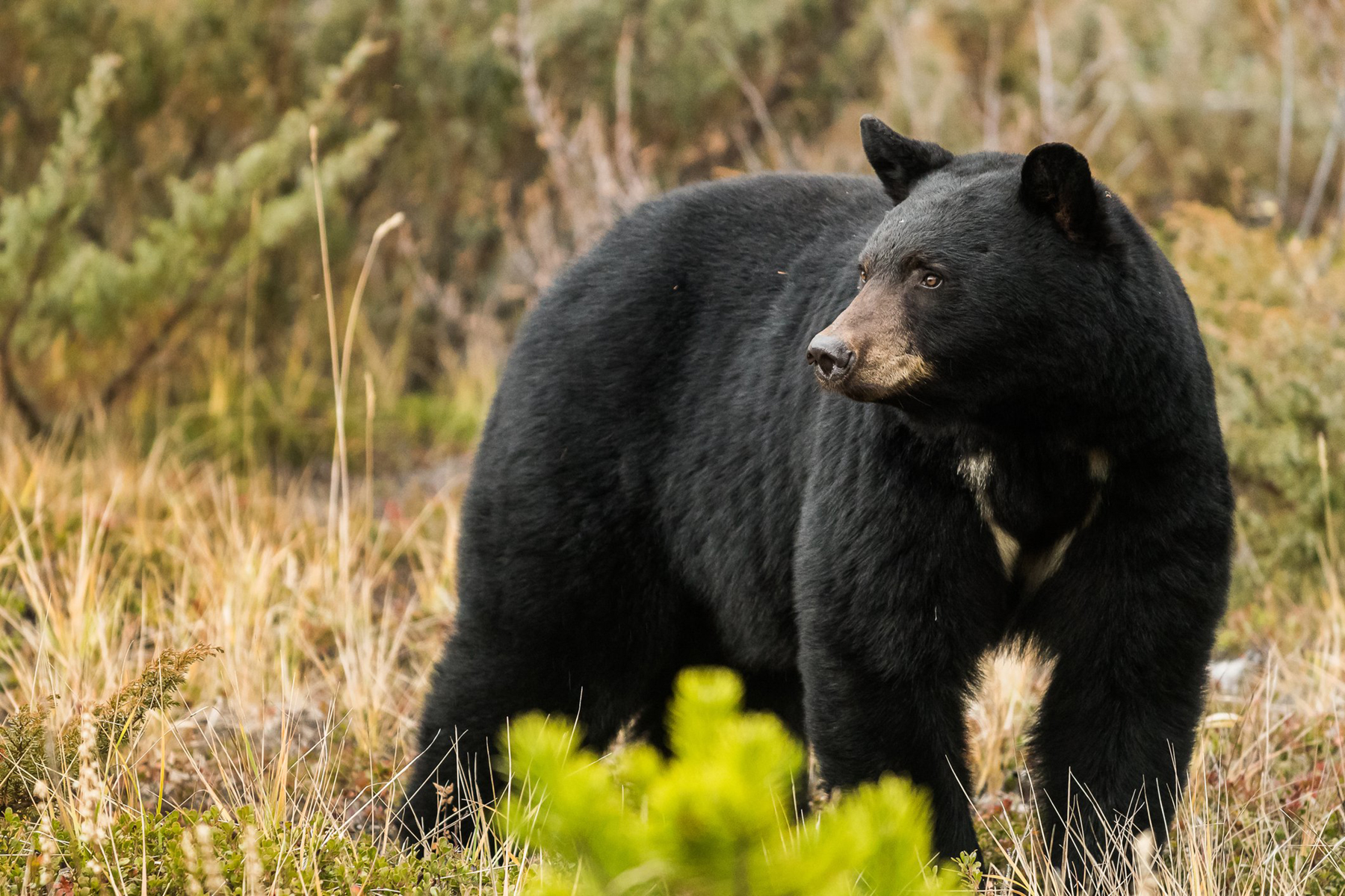 black bear